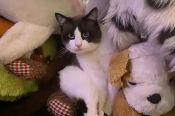 Пропала кошка, Лермонтова 13/1, Котельниково