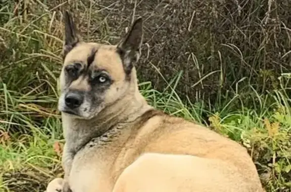 Найдена собака, Петровское, фото: Собака найдена в Спас-Смердино, 78Н-0646