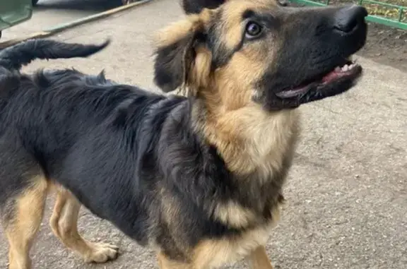 Найдена собака, Нижний Новгород, фото: Щенок найден на ул. Адмирала Макарова, НН