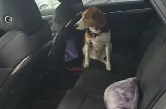 Собака найдена: Новостроевская ул., Щербинка