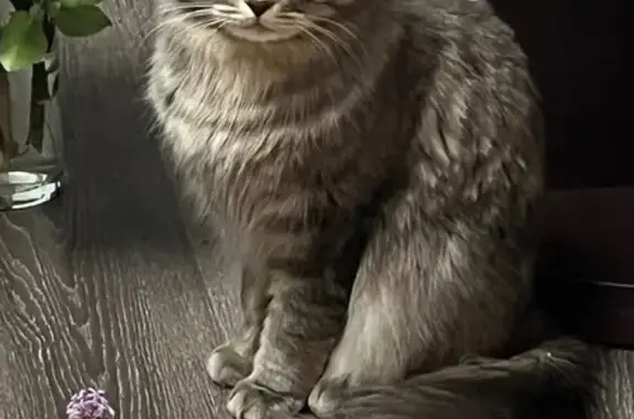 Пропала кошка, Кавалерийская ул., Тамбов