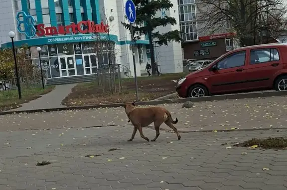Собака найдена у Смартклиник, Ленинский 38