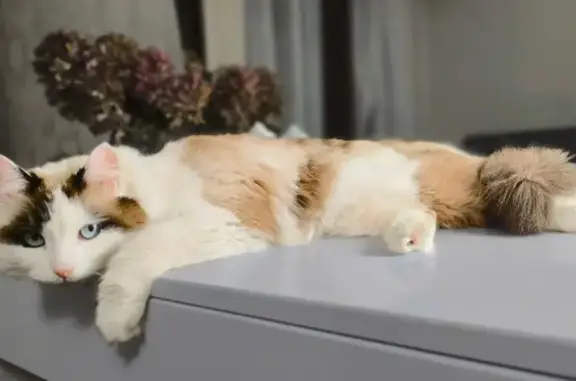 Пропала кошка, Львовский бульвар, 10