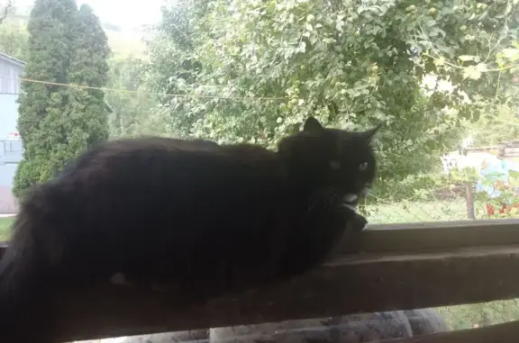 Кошки потеряшки, Самарская область, фото: Потеряшка кошка в Тольятти, Самарская обл.