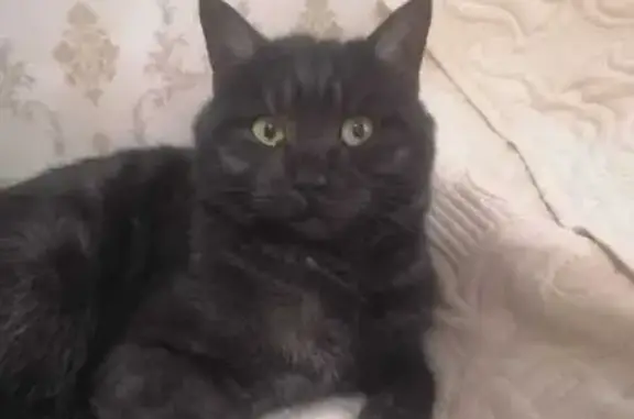 Кошка найдена: ул. 25 Января, 24А, Воронеж