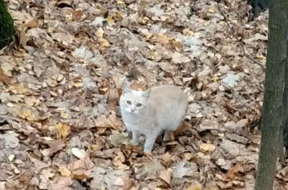 Кошка найдена на Вербной улице, Москва.