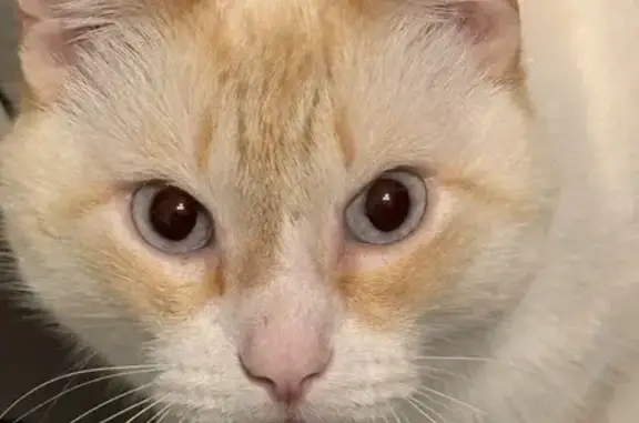 Пропала кошка, Придорожная ул., ЯНАО