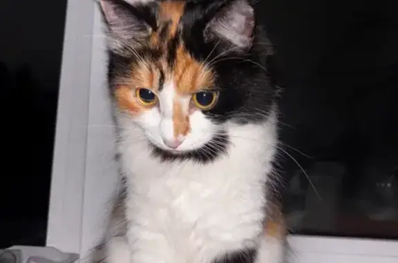 Пропала кошка, 2-й Кемеровский пер., 7