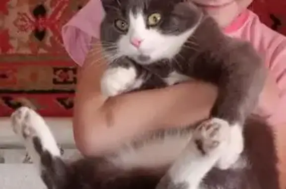 Пропала кошка, Омск, Магистральная ул.