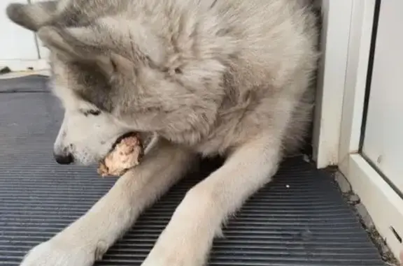 Найдена хаски, ул. Металлургов 55, Тула