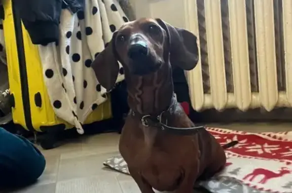 Найдена собака, Ставрополь, фото: Найдена такса, Чукотский пр., 14, Ставрополь