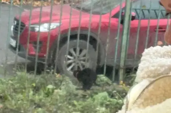 Найдена кошка, Москва, фото: Кошка найдена на Варшавском шоссе, Москва