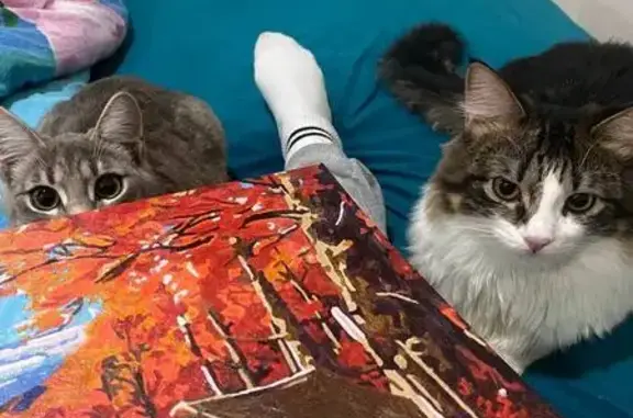 Кошки потеряшки, Киров, фото: Потеряшка кот Марс, Мостовицкая ул., Киров