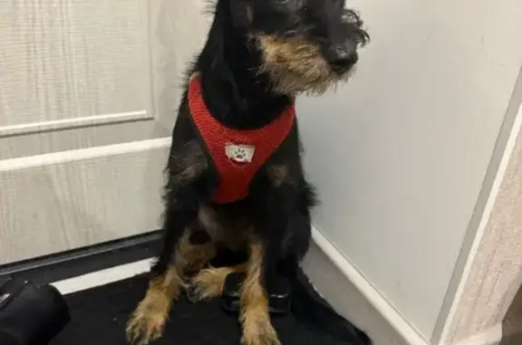 Собака найдена: ул. Арбузова, Казань