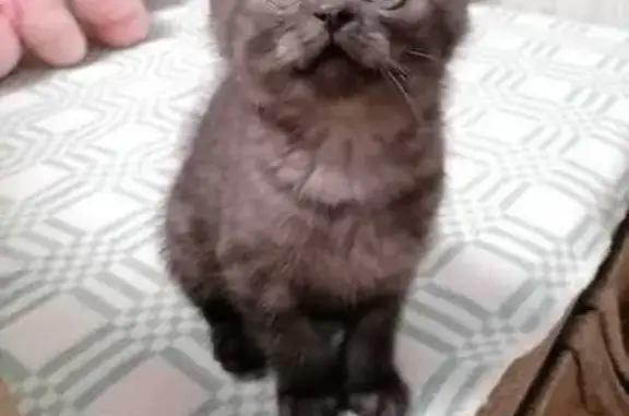 Пропала кошка, ул. Гурьянова 4 к2, Калуга