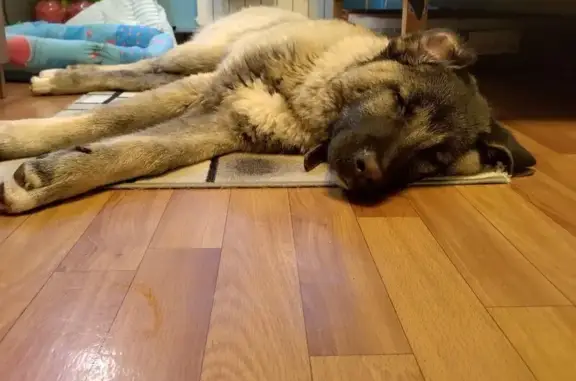 Найден щенок на Остафьевской, 12