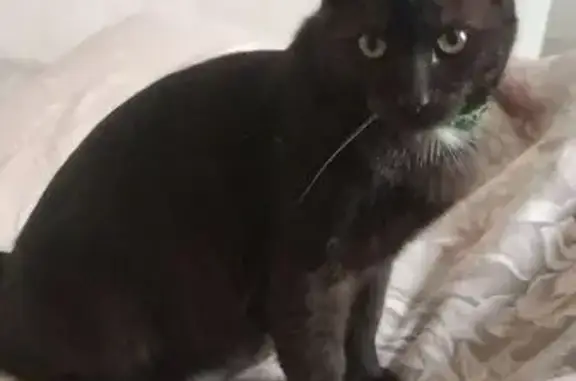 Пропал черный кот, Курск, ул. Республиканская, 60