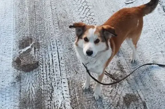 Пропала собака в Пятидорожном