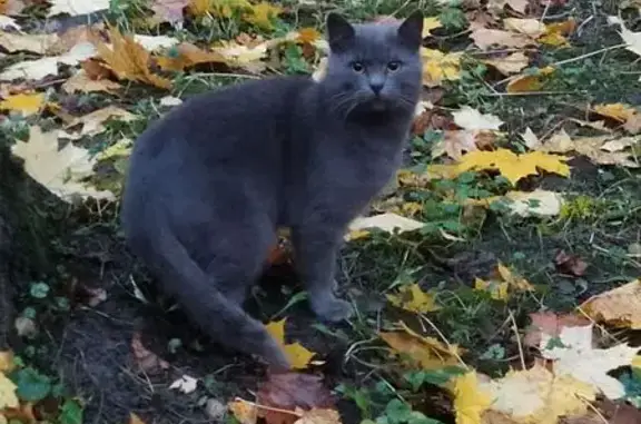 Найдена кошка, Санкт-Петербург, фото: Кошка найдена: Белградская 44, СПб