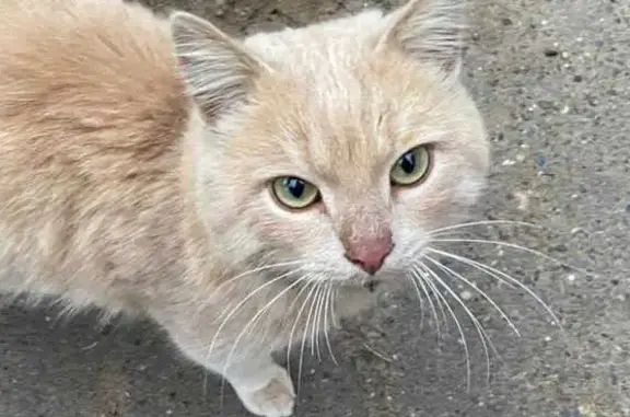 Найдена кошка у Фатыха Амирхана, 99