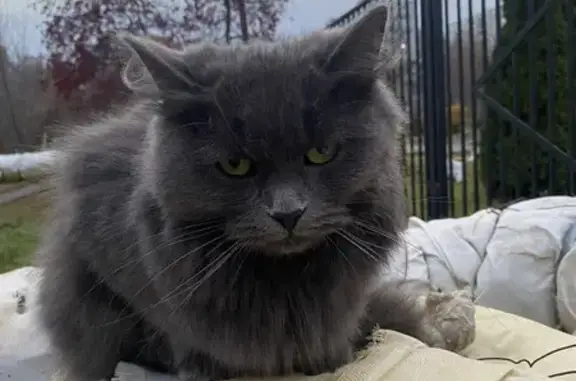 Найдена кошка, , фото: Найдена серая кошка, ул. Воронова, 8