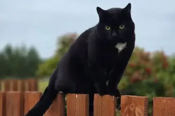 Кошки потеряшки, Екатеринбург, фото: Потеряшка кошка, Белоярская 36, Екатеринбург