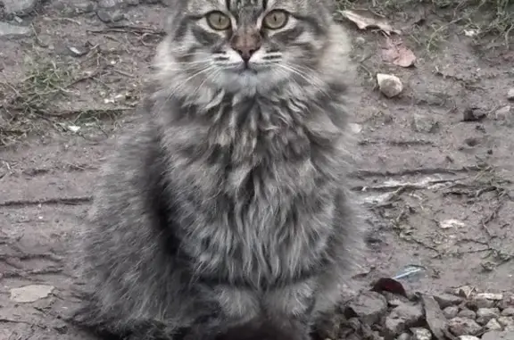 Пропала кошка, Волжский, Сиреневая 17