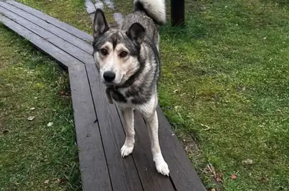 Пропала собака, 87Р-001, Ляли