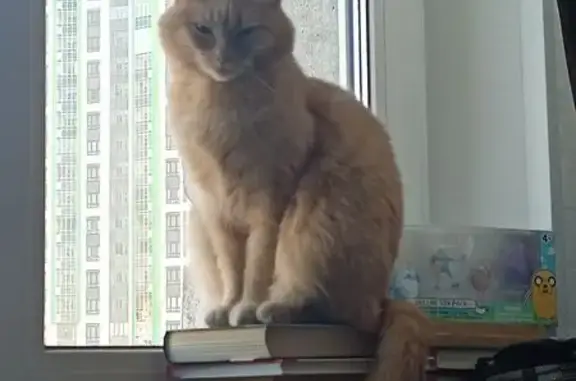 Кошки потеряшки, Екатеринбург, фото: Потеряшка рыжая кошка, Волгоградская ул.