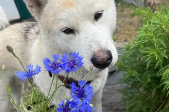 Собаки потеряшки, городской округ Новочеркасск, фото: Потеряшка собака, ул. Ростовский Выезд