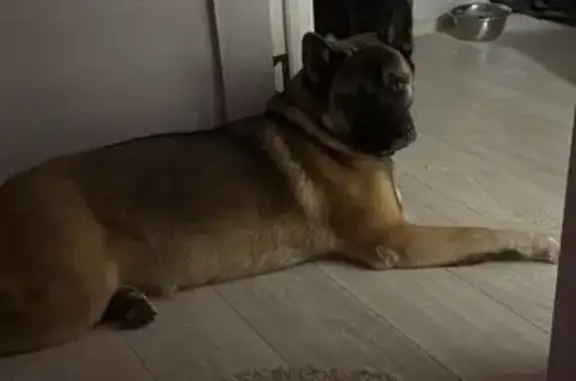 Собаки потеряшки, Томск, фото: Потеряшка собака Берта, ул. Беринга, 10