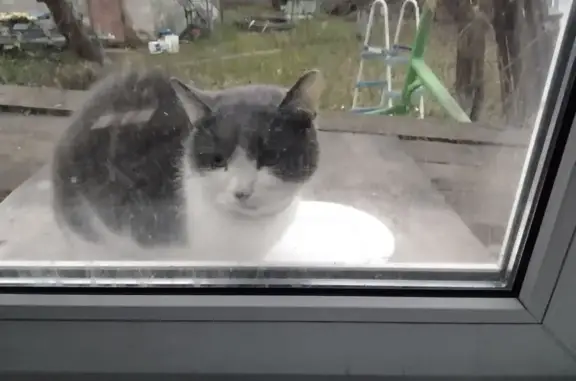 Найдена кошка, Обухово, фото: Кошка с ошейником найдена, Обухово 36