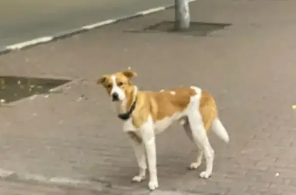 Найдена собака, ул. Гончарова 3, Ульяновск