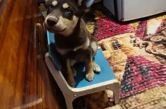 Пропала собака, Февральский переулок 23