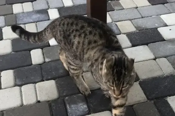 Кошки потеряшки, Светлоград, фото: Потеряшка кошка, Сиреневая ул. 15, Светлоград