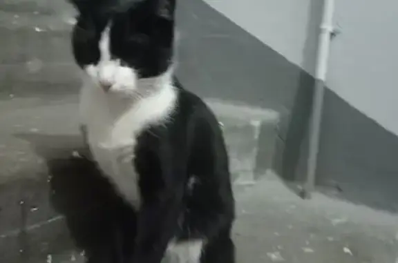 Кошка найдена: пр. Ленина, 3, Н. Новгород