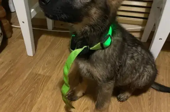 Найдена собака, Волгоград, фото: Щенок найден на Дзержинского, 53, Волгоград