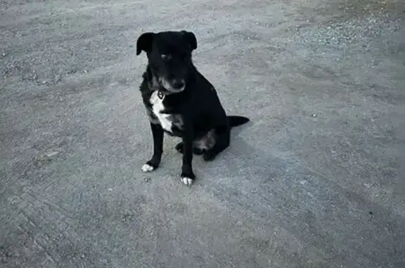 Найдена собака, , фото: Собака найдена: Шоссейная ул., 42А, Лучистое