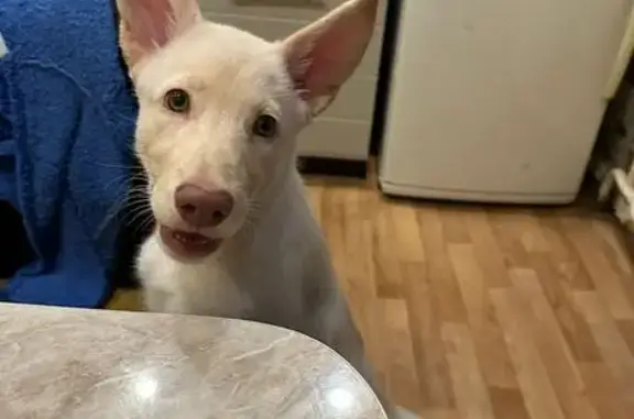 Собаки потеряшки, Казань, фото: Потеряшка собака, Кольцевая ул., Казань