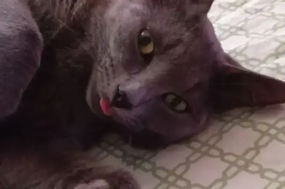 Объявления о пропавших и найденных животных, Борисоглебск, фото: Пропала кошка, Юбилейная ул., Борисоглебск