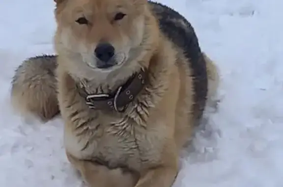 Пропала собака в Яскино, Вологодская обл.