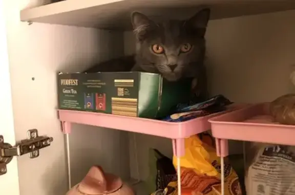 Пропала кошка, ул. Бажова 52, Челябинск