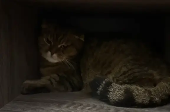 Найдена кошка, Пермь, фото: Кошка найдена: Солдатова, 28, Пермь