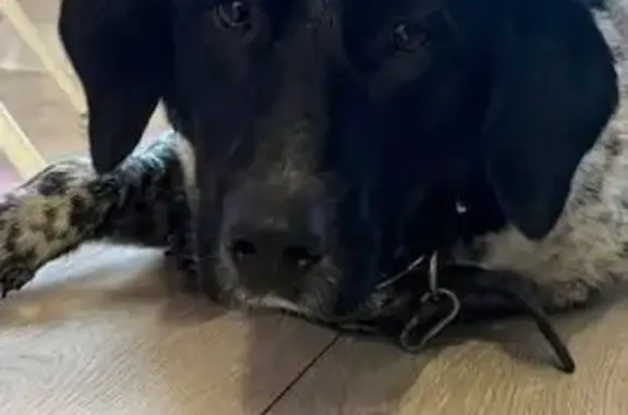 Найдена собака, Москва, фото: Собака найдена в Сколково, Москва