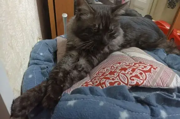 Пропала кошка, ул. Фрунзе, Орлиный