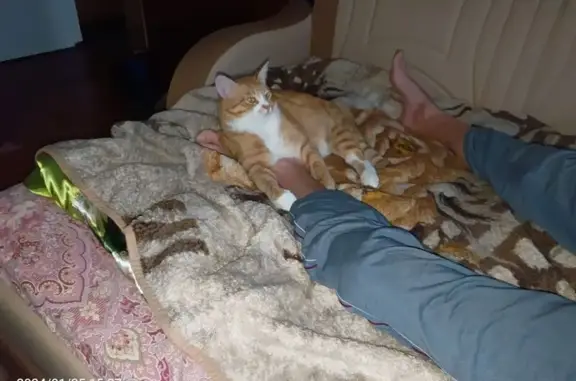 Кошки потеряшки, Нелидово, фото: Потеряшка рыжий кот, ул. Куйбышева, 68
