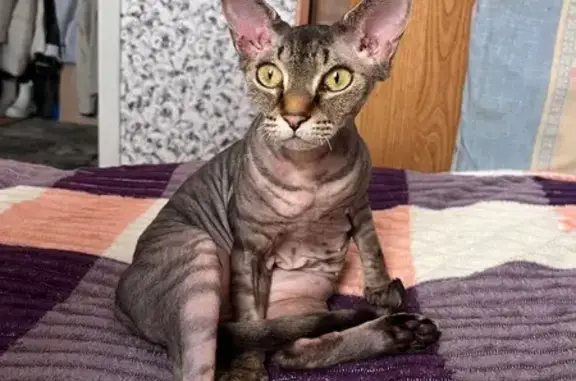 Пропала кошка Жужа, Дачная ул., Кузнецк