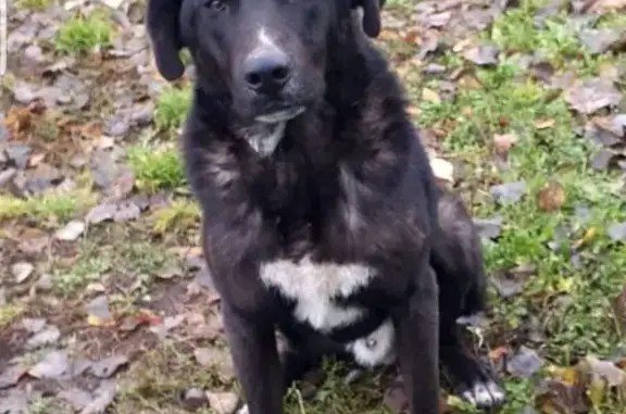 Найдена собака, Березовка, фото: Собака найдена: Центральная ул., 25, Березовка