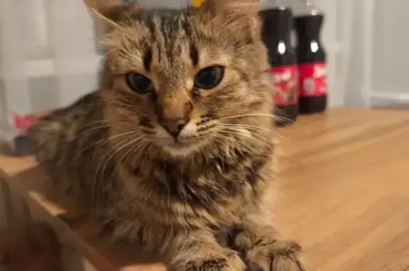 Кошка найдена, ул. Перевёрткина 31, Воронеж