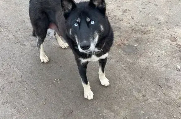 Собака найдена у форта, Калининград